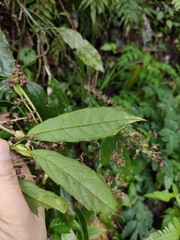 Aucuba chinensis