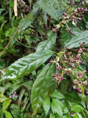 Aucuba chinensis
