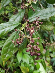 Aucuba chinensis