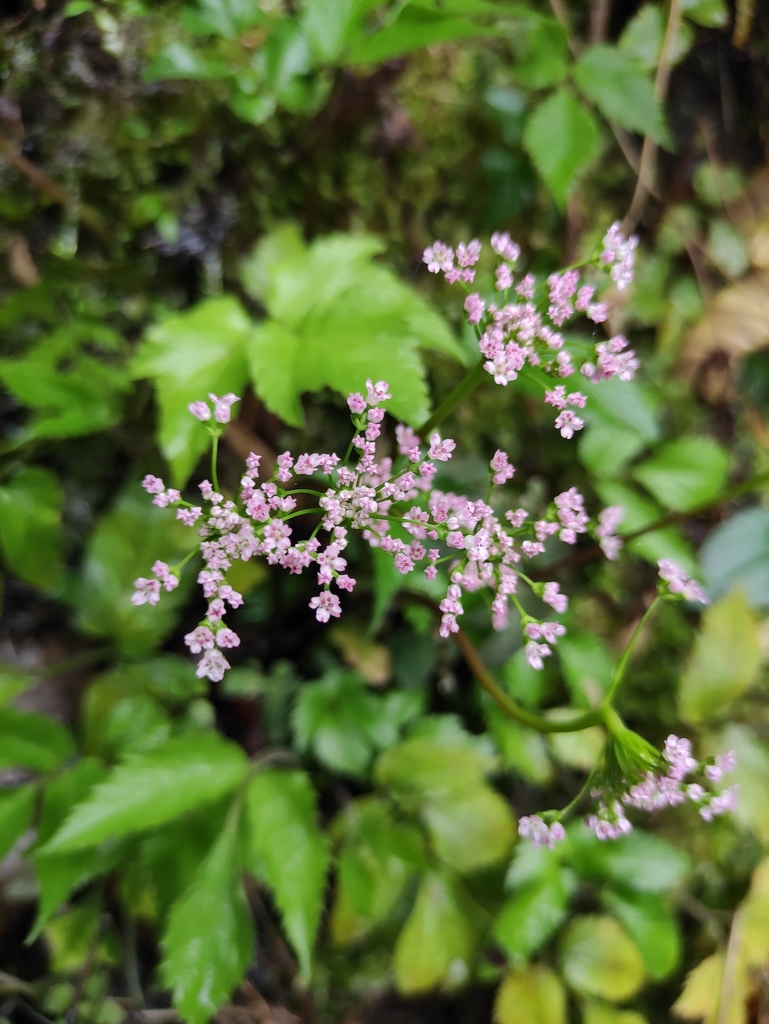 Pternopetalum nudicaule (Pternopetalum nudicaule)