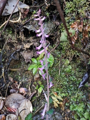 Corydalis sheareri
