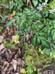 Corydalis sheareri