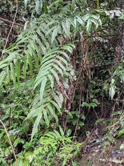 Menisciopsis penangiana