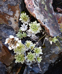 Leucogenes leontopodium
