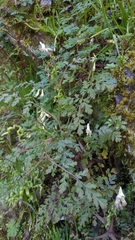 Corydalis ophiocarpa