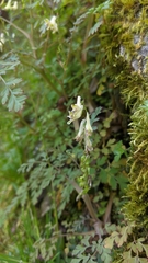 Corydalis ophiocarpa