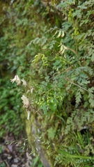 Corydalis ophiocarpa