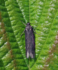 Scythris inspersella