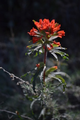 Castilleja affinis affinis