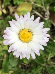 Bellis perennis