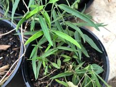 Leichhardtia australis