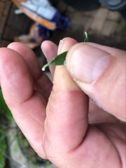 Leichhardtia australis