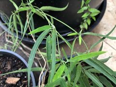 Leichhardtia australis
