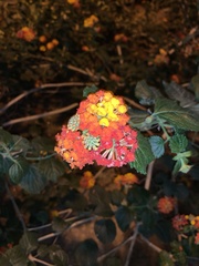 Lantana camara