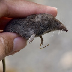 Sorex trowbridgii