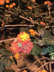 Lantana camara