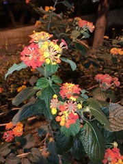 Lantana camara