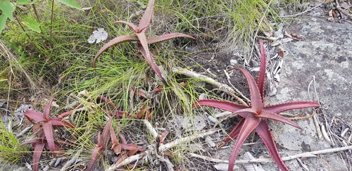 Aloe cameronii, photograph 1