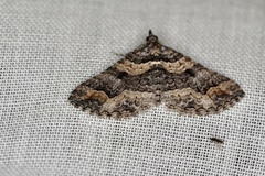 Chrysolarentia plesia