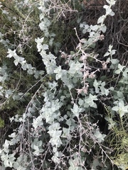 Brickellia nevinii