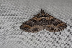 Chrysolarentia plesia