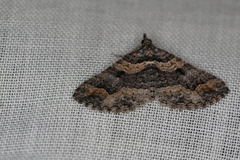 Chrysolarentia plesia