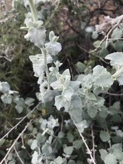 Brickellia nevinii
