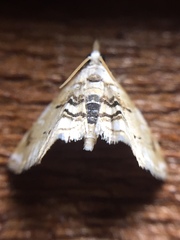 Trichophysetis cretacea
