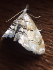 Trichophysetis cretacea