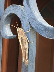 Schistocerca camerata