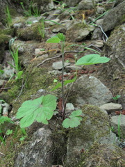 Pimpinella tripartita