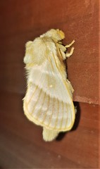 Bombycopsis venosoides