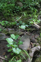 Pimpinella tripartita