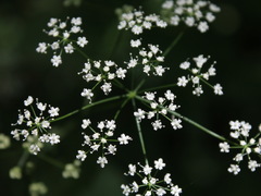 Pimpinella tripartita