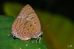 Arhopala athada