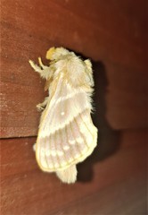 Bombycopsis venosoides
