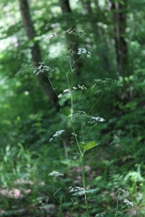 Pimpinella tripartita