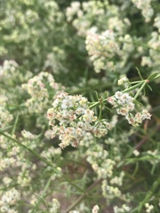 Galium angustifolium