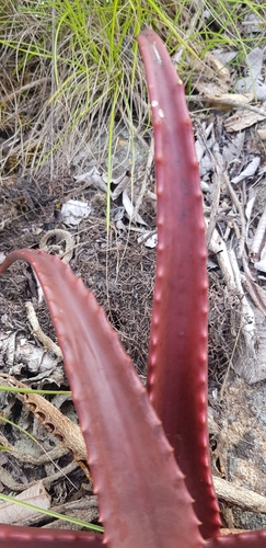 Aloe cameronii, photograph 2