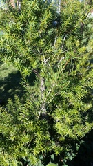 Melaleuca subulata