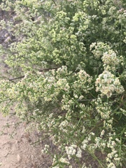Galium angustifolium