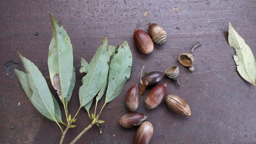 Image of Quercus longinux by (c) Cheng-Te Hsu, some rights reserved (CC BY)