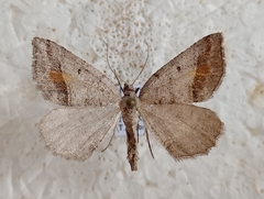 Macaria artesiaria