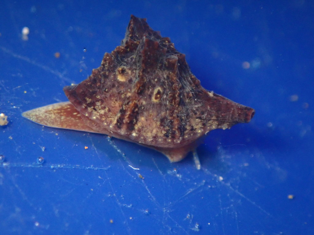 Hainotis sharonae