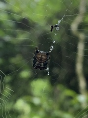 Aspidolasius branicki