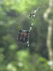 Aspidolasius branicki