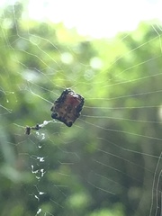 Aspidolasius branicki