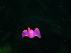 Sagaminopteron ornatum
