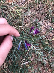 Vicia monantha