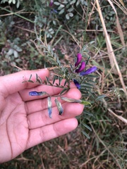 Vicia monantha
